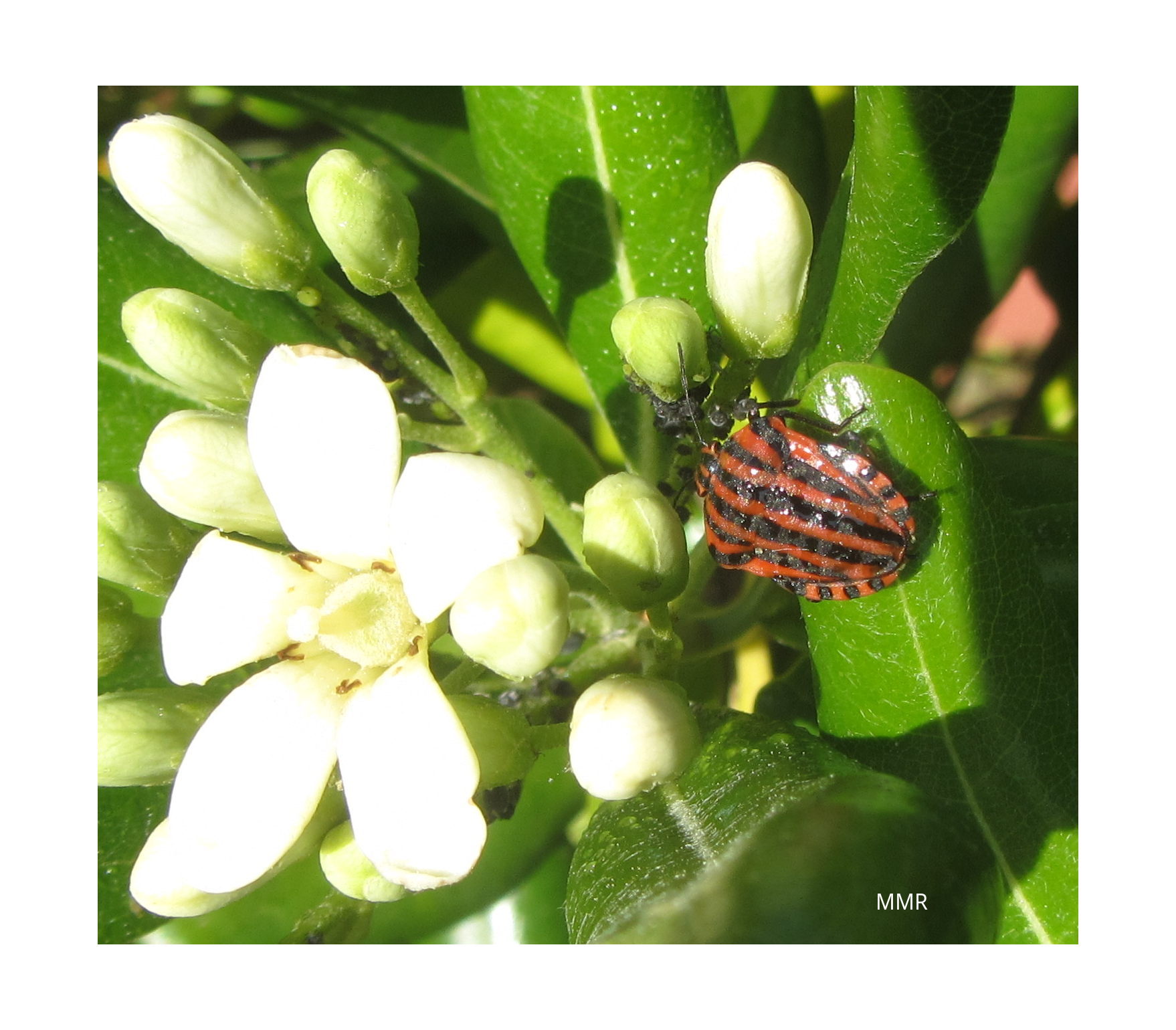 H t ropt res Les Voyages Immobiles H t ropt res Les Voyages Immobiles